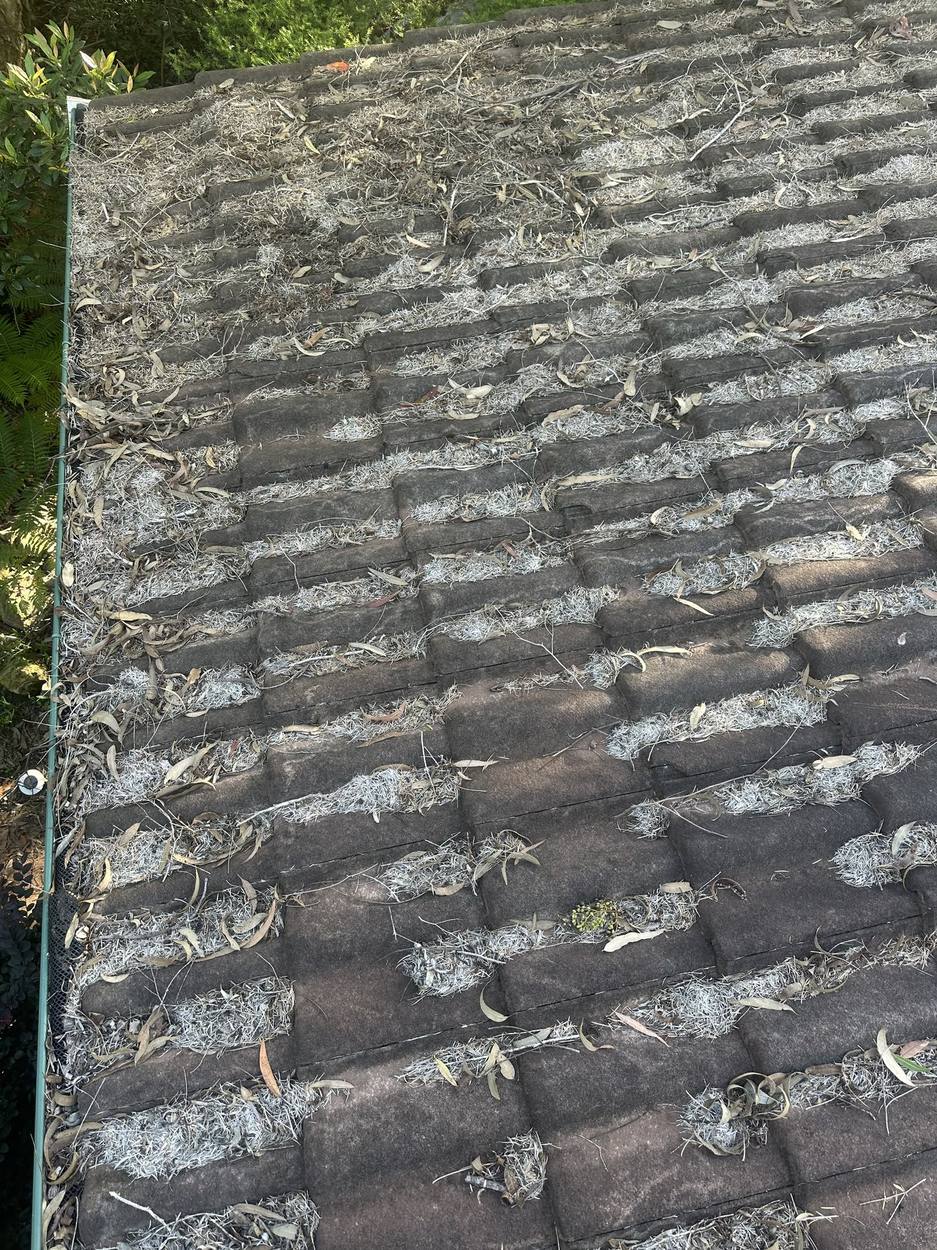Roof buried under gum leaves and pine needles
